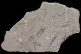 Wide Eocrinoid (Ascocystites) Plate - Ordovician #115918-1